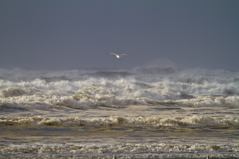 Gull In Flight Over Waves